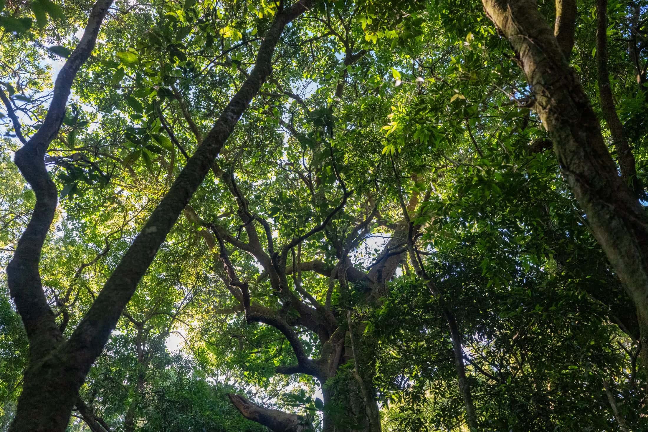 The two centennial oak trees at the Dos Robles farm in Naranjo, Costa Rica