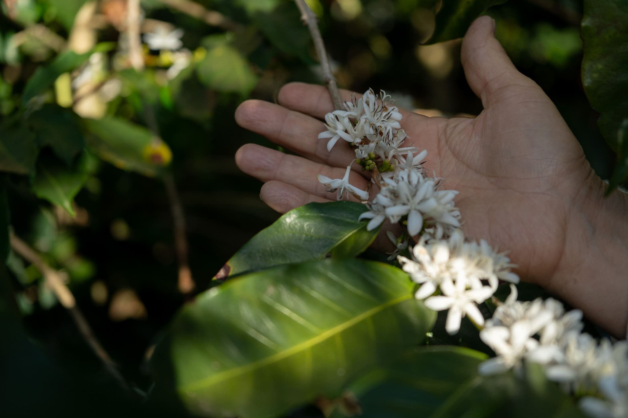Coffee flowers in hand — ripening under diversified shade, Naranjo, Costa Rica