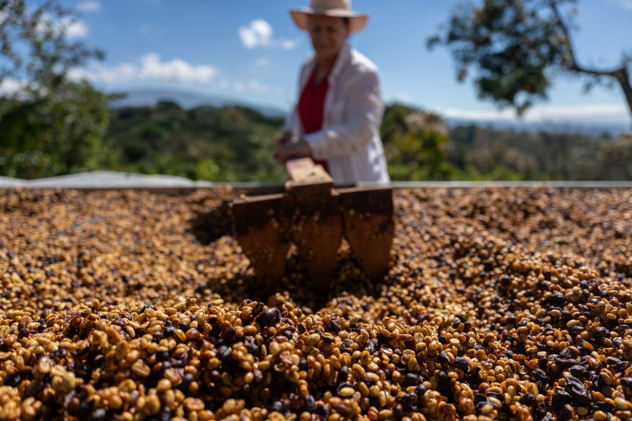 Hybrid H17 lot — Honey process drying on African beds, Naranjo