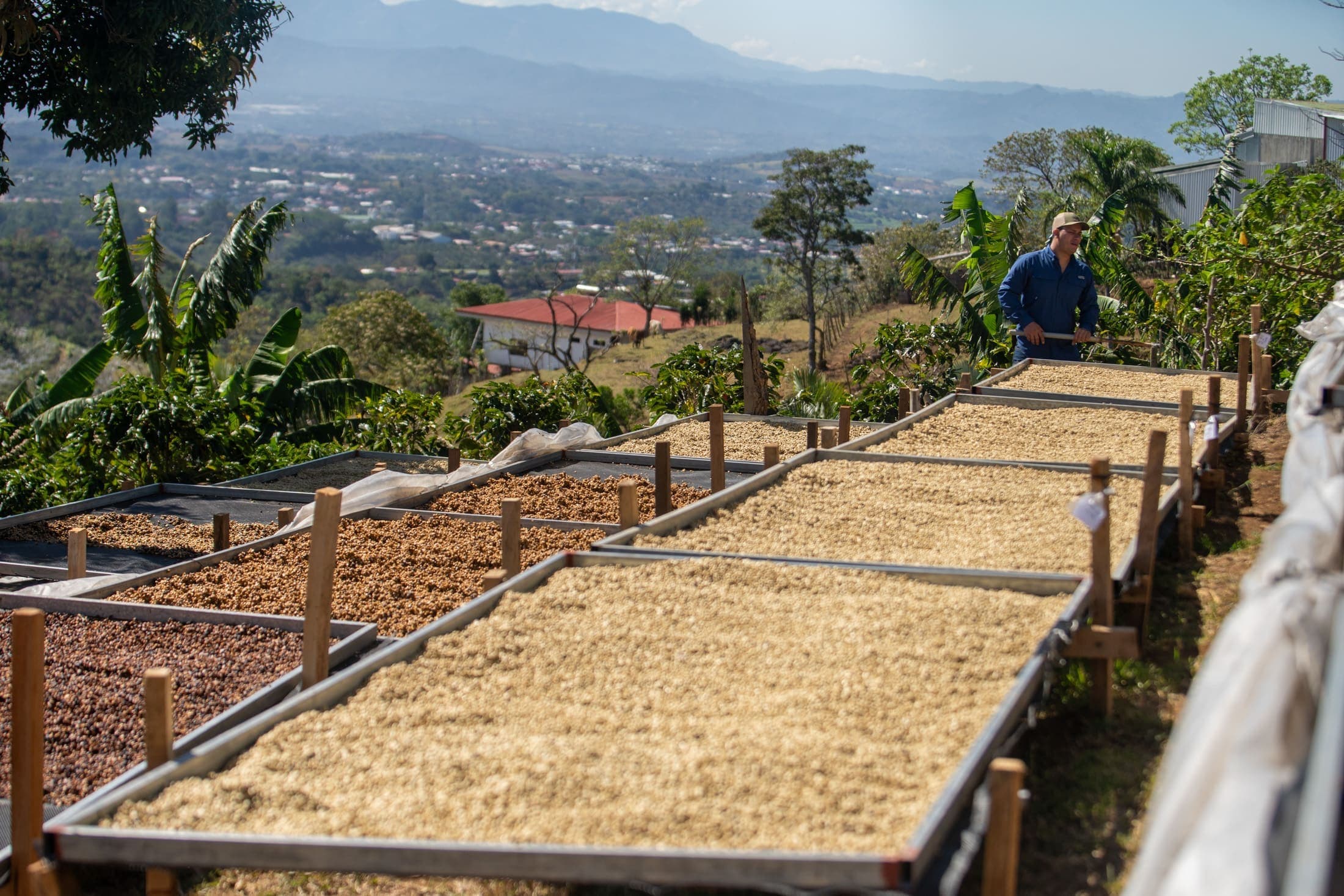 San Isidro 48 / Pacamara lot — Semi-washed process, Naranjo, Costa Rica